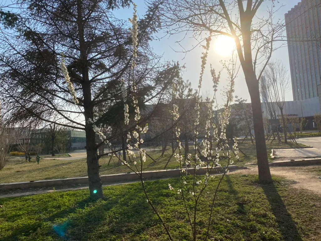 公司园区东南角的一抹春色（4月2日）