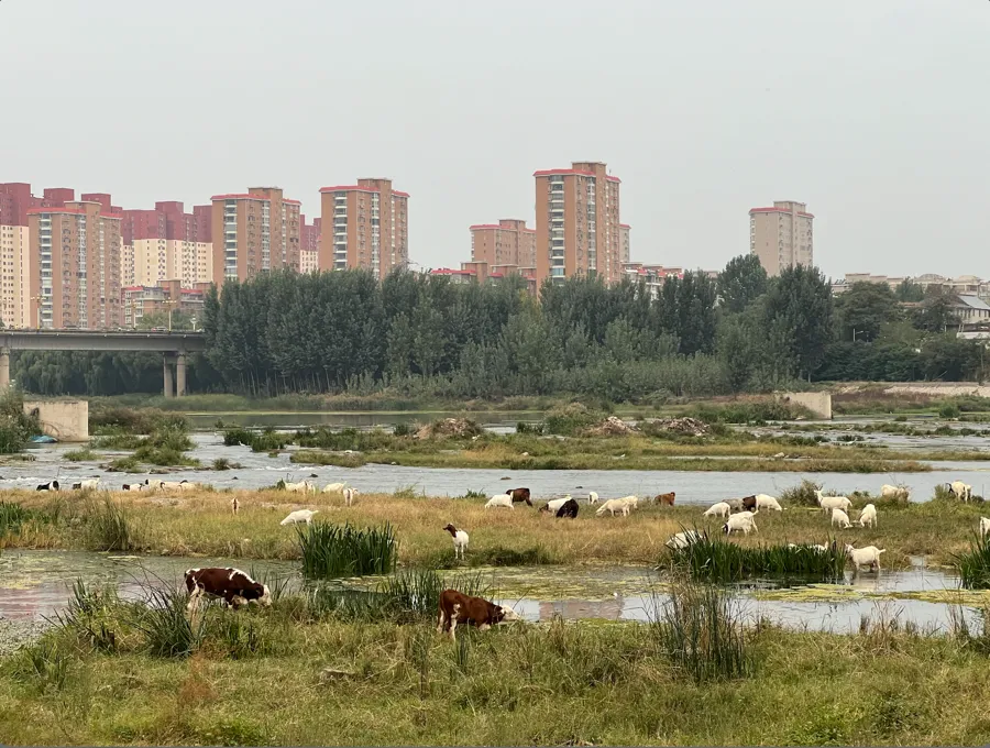 河州里吃草的牛羊