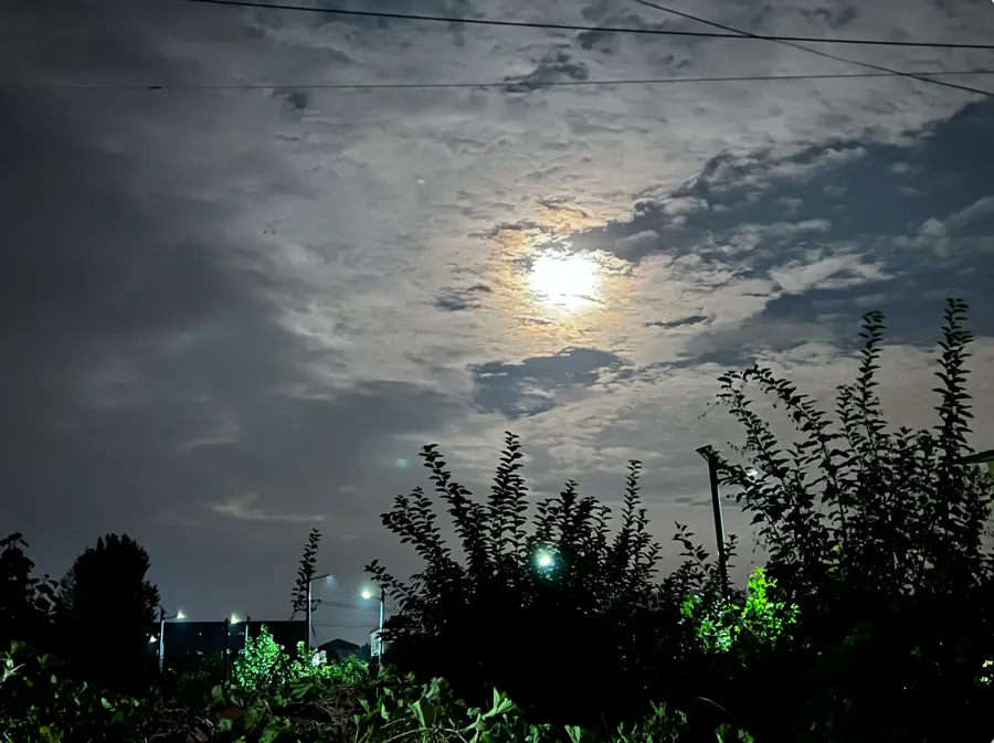 树影横斜，月光清浅