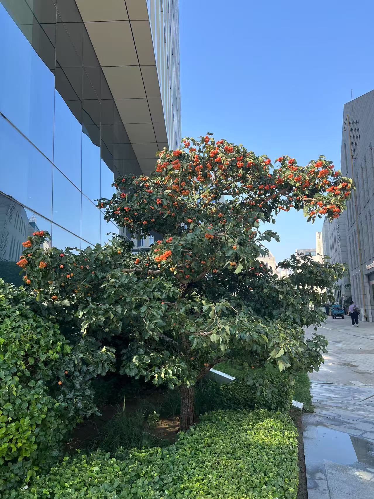公司楼下的山楂树山楂，秋日某天下楼遛弯所拍